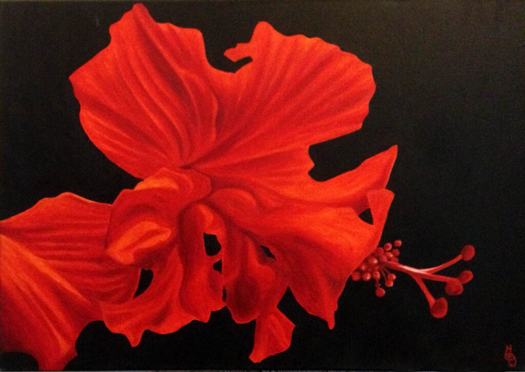Red Hibiscus